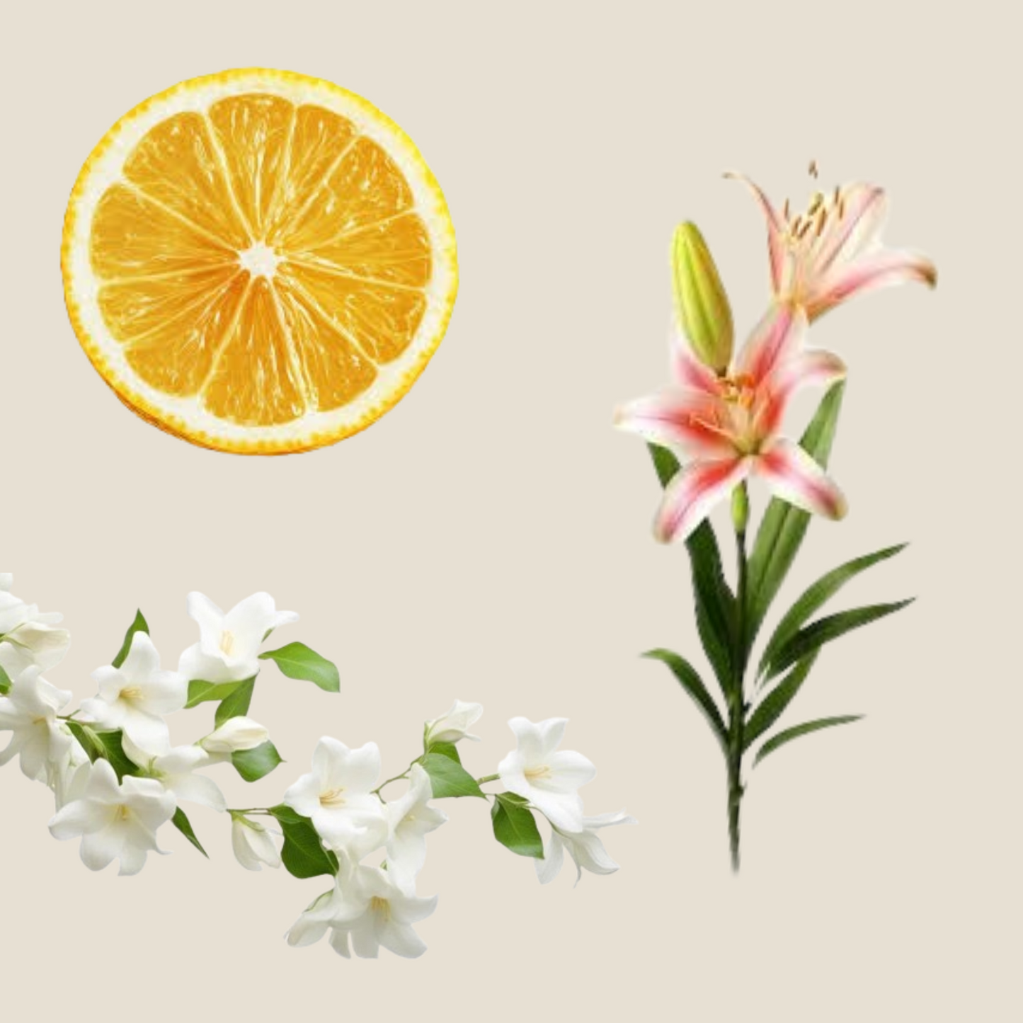haven-fragrance-notes