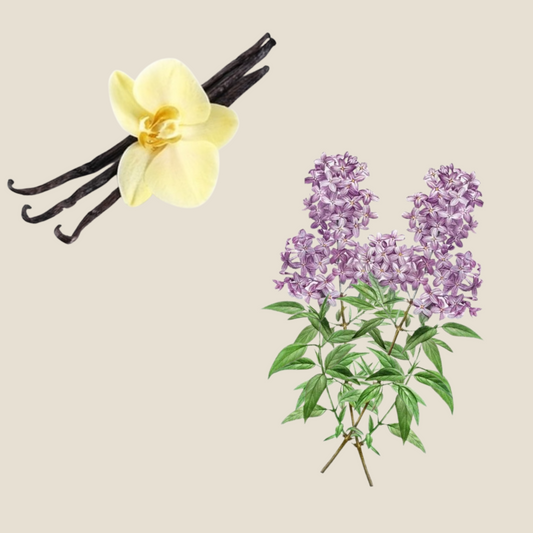 temptation-fragrance-notes